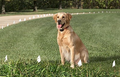 Protect Paws: Best Electric Fences for Dogs 2023