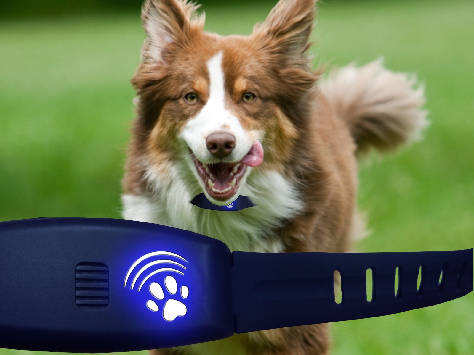Protect Paws: Best Electric Fences for Dogs 2023